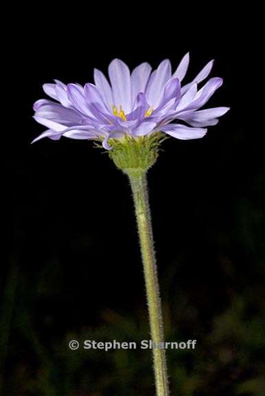 erigeron glacialis var glacialis 8 graphic